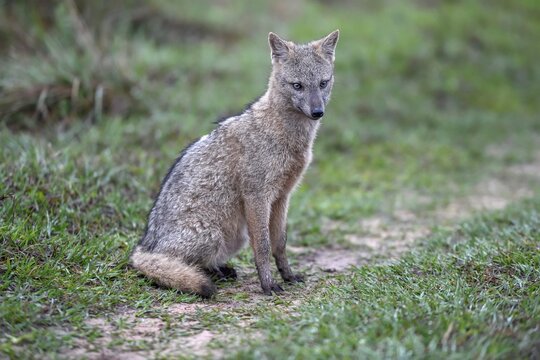 Crab-eating fox (Cerdocyon thous), San Alonso Island, Esteros del Iber&aacute;, Corrientes Province, Argentina