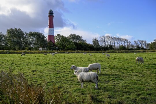 Sheep in front of the lighthouse from 1906, Pellworm island, Schleswig-Holstein Wadden Sea National Park, North Frisia, Germany