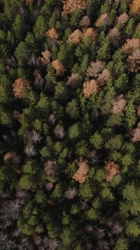 Drone top-down footage of dense mixed forest canopy with evergreen pines and leafless deciduous trees in late autumn, natural texture background, outdoors