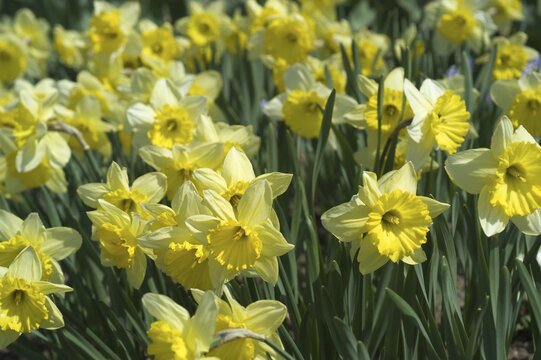 Narcissus pseudonarcissus daffodil