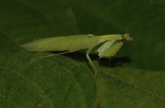 Mantis species (Platycalymma viettei), rainforests, Marojejy National Park, Madagascar