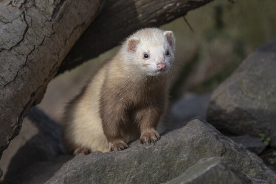 Ferret (Mustela putorius furo), light colour variant, captive, Thuringia, Germany