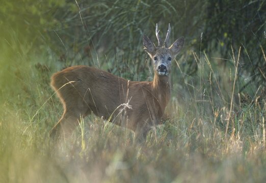 European roe deer (Capreolus capreolus), roebuck with cloverleaf in its mouth, Aesir looking attentively, wildlife, Thuringia, Germany