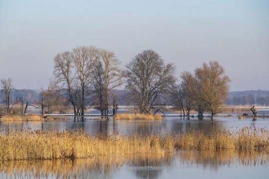 Winter floods, trees and flooded meadows in the floodplains along the river Oder, Gro&szlig; Neuendorf, Oderbruch, Brandenburg, Germany