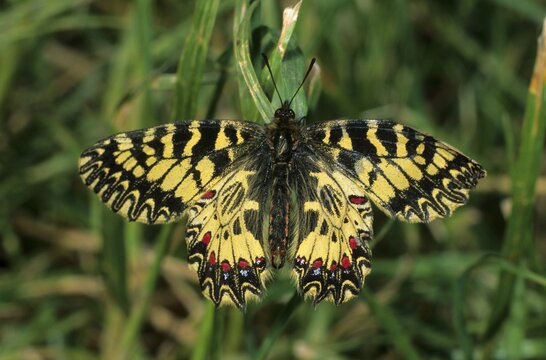 Southern Festoon (Zerynthia polyxena), Papilionidae family, Hortobagy Lakes, Hungary, Europe