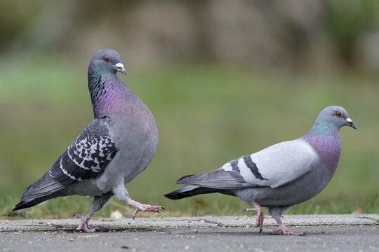 City dove (Columba livia forma domestica), pair of birds mating by the wayside, Germany