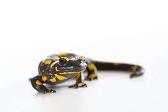 Fire Salamander (Salamandra salamandra)
