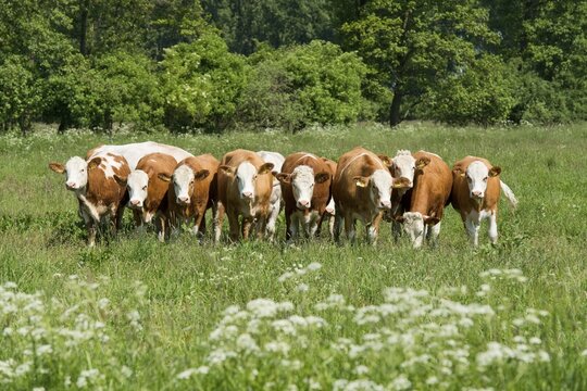 Domestic Cattle (Bos primigenius taurus) standing on a pasture, Lower Saxony, Germany