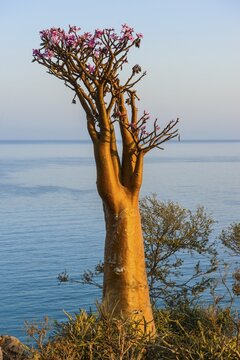 Bottle Tree (Adenium obesum) in bloom, endemic species, Socotra, Yemen