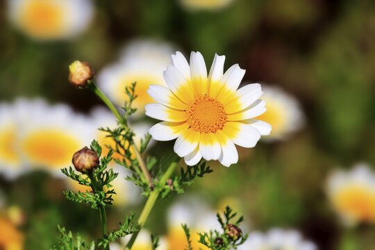 Ox-eye daisies (Leucanthemum vulgare), flower in spring, Santorini, Santorini, Cyclades, Greece