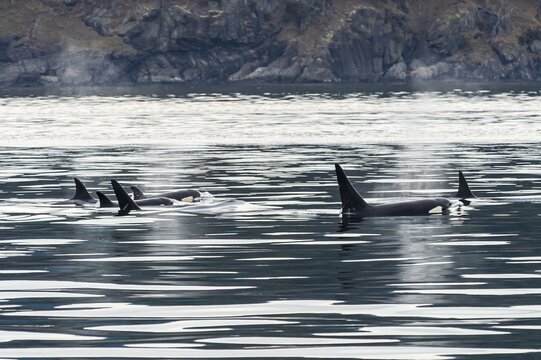 Killer whales (Orcinus orca) or orca, San Juan islands. Washington State, USA