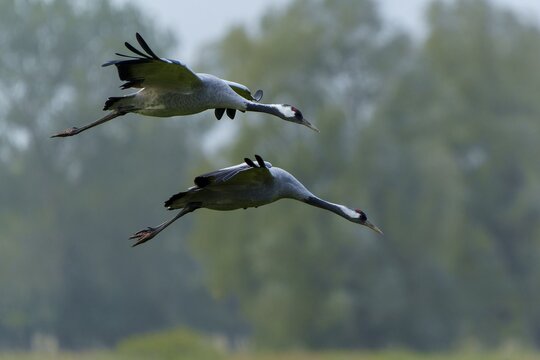 Two cranes flying close over trees, crane (Grus grus) wildlife, Western Pomerania Lagoon Area National Park, Zingst, Mecklenburg-Western Pomerania, Germany