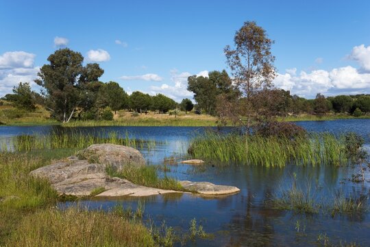 A peaceful lake with rocks, trees and calm water under a clear blue sky, reservoir, Proserpina dam, Presa romana de Proserpina, Embalse de Proserpina, Merida, Badajoz province, Extremadura, Spain