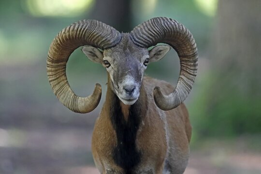 Mufflon (Ovis gmelini musimon), aries, animal portrait, Germany