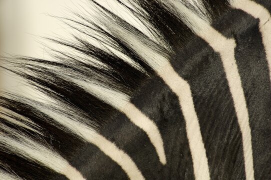 Mane, coat of zebra, grevyzebra, detail
