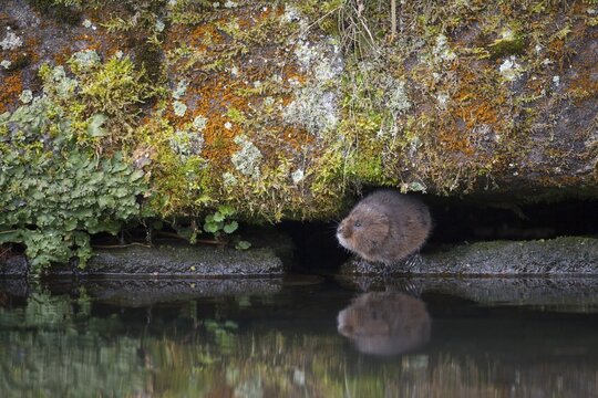 Water vole (Arvicola terrestris) by the edge of a canal, Derbyshire, England, United Kingdom
