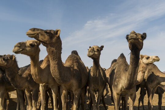 Camel herd, Ennedi plateau, Chad