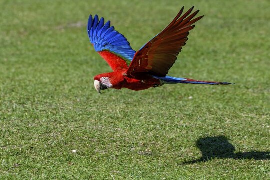 Red-and-green macaw (Ara chloroptera) in flight, Cambyret&aacute;, Esteros del Iber&aacute;, Corrientes Province, Argentina