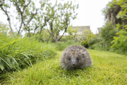 European hedgehog (Erinaceus europaeus) adult animal on an urban garden grass lawn next to a patch of long grass, Suffolk, England, United Kingdom