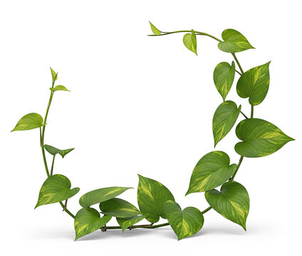 A pothos plant gracefully curves around a white frame. The plant's vibrant green leaves with yellow variegation create a natural, decorative border.