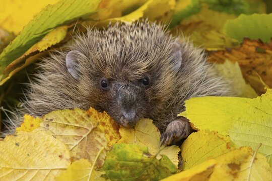 European hedgehog (Erinaceus europaeus) adult animal amongst fallen autumn leaves, Suffolk, England, United Kingdom