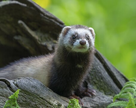 European polecat (Mustela putorius) or wood tiger looking out of a tree hollow, captive, Germany