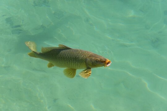 A single fish swimming in clear, transparent water, wild carp (Cyprinus carpio), Ba&ntilde;o de las Mulas, Bano, Lagunas de Ruidera National Park, Ossa de Montiel, Albacete province, Castilla-La Mancha, Spain