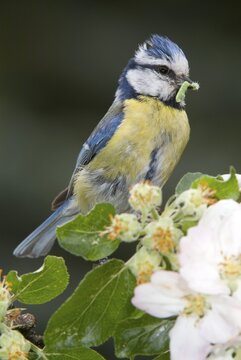 Blue Tit (Parus caeruleus), Schwaz, Tyrol, Austria, Europe