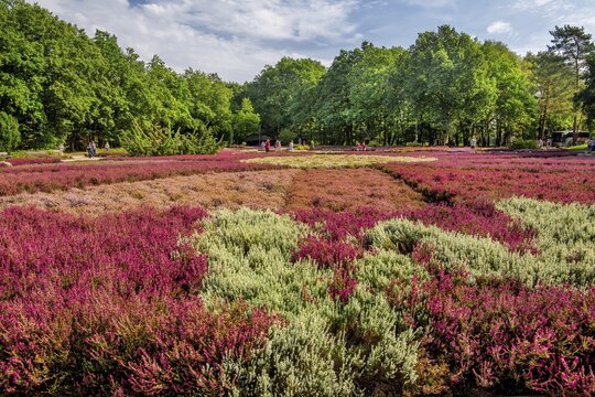 Heather garden with many varieties of heather from all over the world, Schneverdingen, L&uuml;neburg Heath, Lower Saxony, Germany