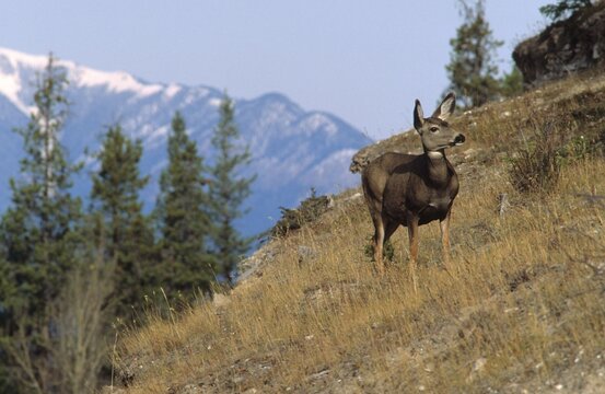 Mule deer (Odocoileus hemionus), Jasper National Park, Alberta, Canada