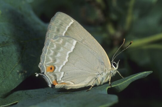Purple Hairstreak, Quercusia quercus, outside wing