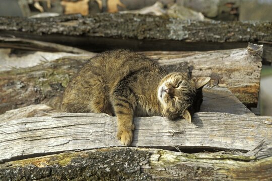 Cat on pile of wood
