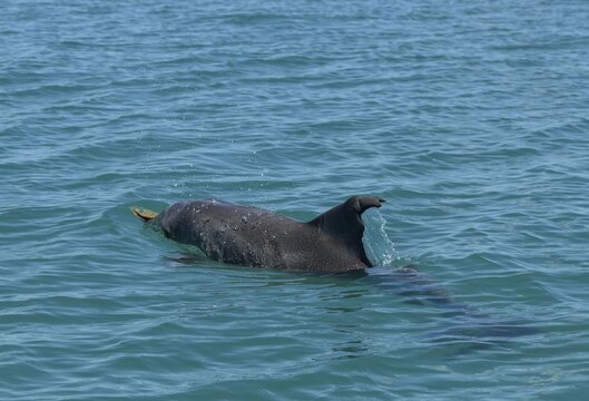 Bottlenose dolphin (Tursiops truncatus) hunting sponges, tool use, dolphin, Monkey Mia, Shire of Shark Bay, State of Western Australia, Australia