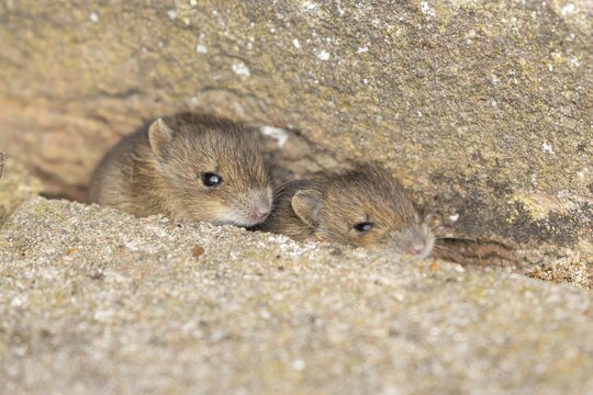Brown rat (Rattus norvegicus) two juvenile baby rodent animals emerging from a hole by a building brick wall, England, United Kingdom