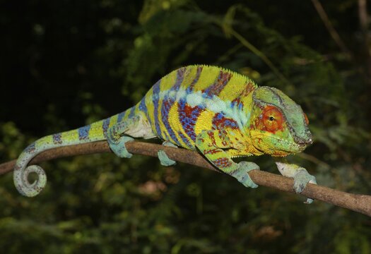 Panther chameleon (Furcifer Pardalis), male in mating colouration, Ankify, northwest, Madagascar