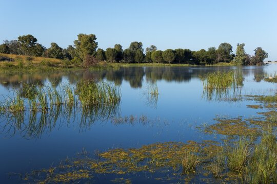 A calm lake with aquatic plants and trees whose reflections are visible in the water, under a clear sky, Reservoir, Proserpina Dam, Presa romana de Proserpina, Embalse de Proserpina, Merida, Province of Badajoz, Extremadura, Spain