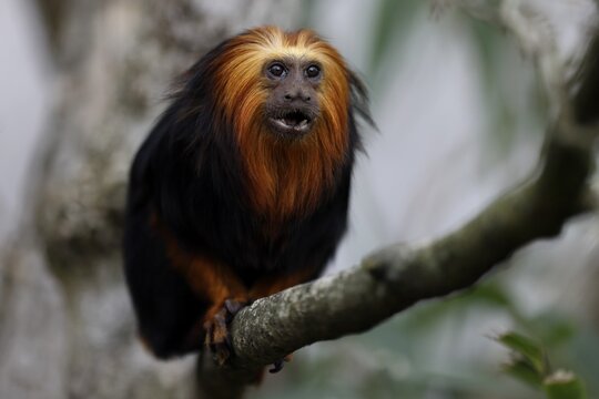 Golden-headed lion monkey (Leontopithecus chrysomelas), sitting on a branch, Germany