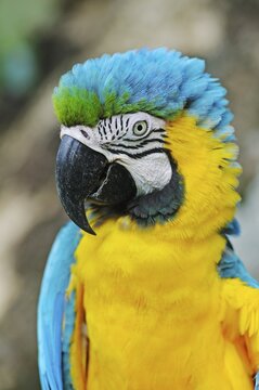 Blue-and-Yellow Macaw or Blue-and-Gold-Macaw (Ara ararauna), Antioquia, Colombia, South America, Latin America