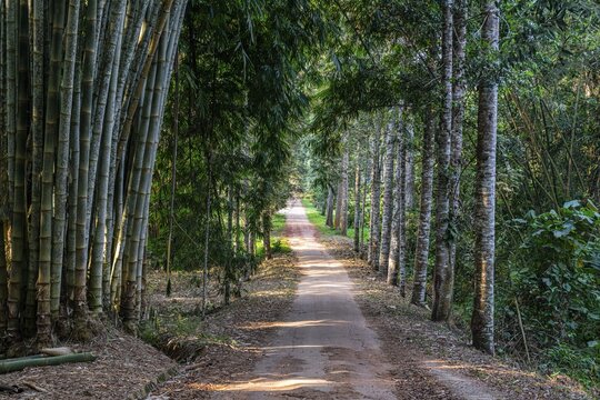 Kisantu botanical gardens, Kisantu, DR Congo