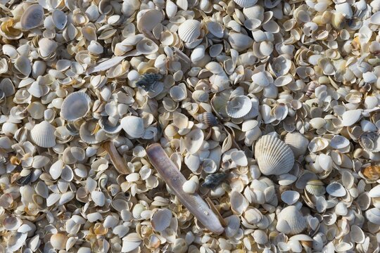 Shells, Palmestranden, Palm Beach, Frederikshavn, North Jutland, North Jutland, Kattegat, Denmark