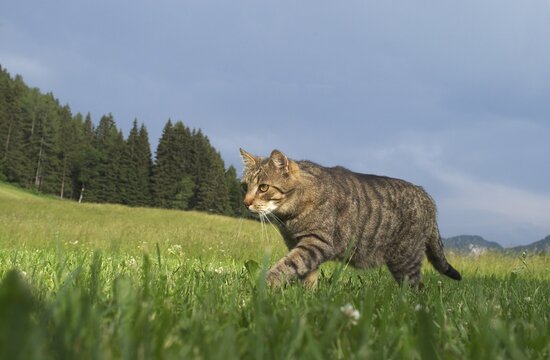 Cat in the gras