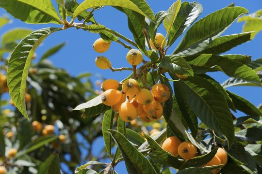 Branch with yellow fruits and green leaves against a bright blue sky in the sun, Japanese loquat (Eriobotrya japonica), Japanese medlar, loquat, Mispero, Nespolo, Nispero, Medlar, Spain