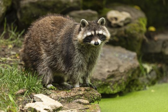 Raccoon (Procyon lotor) foraging, Germany