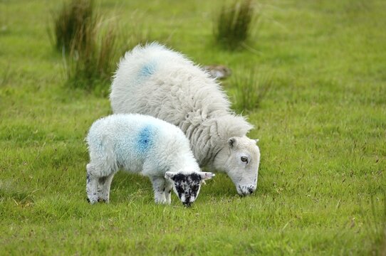 Sheep Dartmoor National Park Devon England