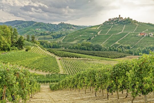Langhe wine region, back Castiglione Falletto, province of Cuneo, Langhe, Piedmont, Italy, UNESCO World Heritage Site