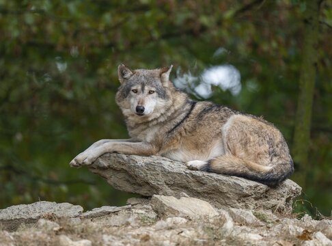 Gray wolf (Canis lupus) lying on a rock and looking attentively, captive, Germany