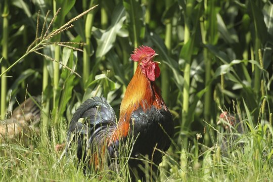Domestic Chicken (Gallus gallus domesticus) organic, free-range, crowing in front of a maize field, Lower Austria, Austria