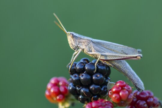 Grasshopper on blackberry, Wagenfeld, Lower Saxony, Germany