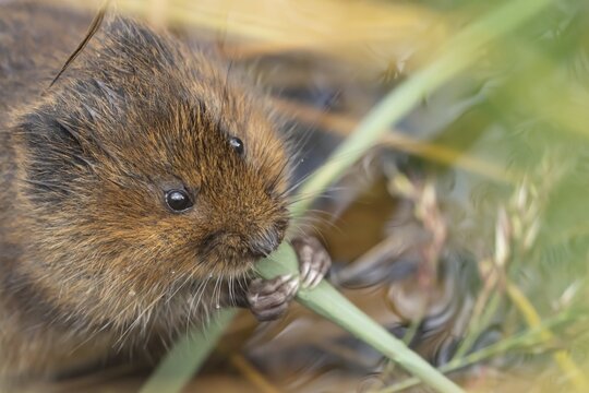 Water vole (Arvicola amphibius) adult feeding on a reed leaf in a reedbed, Suffolk, England, United Kingdom