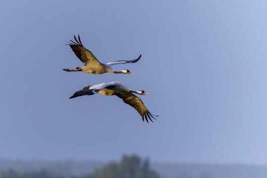 Two cranes fly parallel against a clear blue sky and show elegant flies, Crane (Grus grus) wildlife, Western Pomerania Lagoon Area National Park, Zingst, Mecklenburg-Western Pomerania, Germany